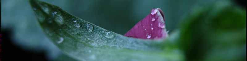 perception of pansy location